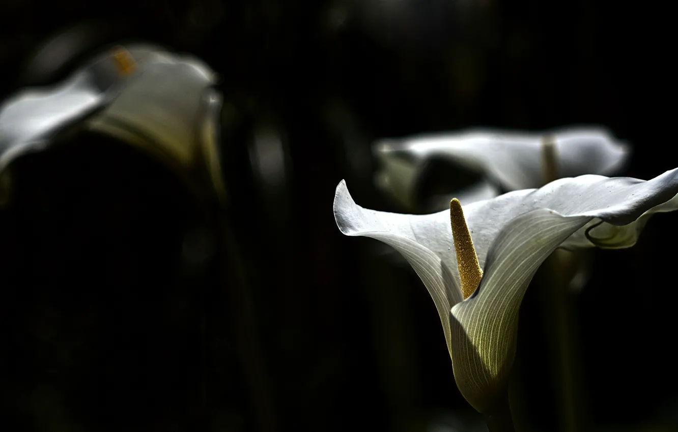 Photo wallpaper white, flowers, background, dark