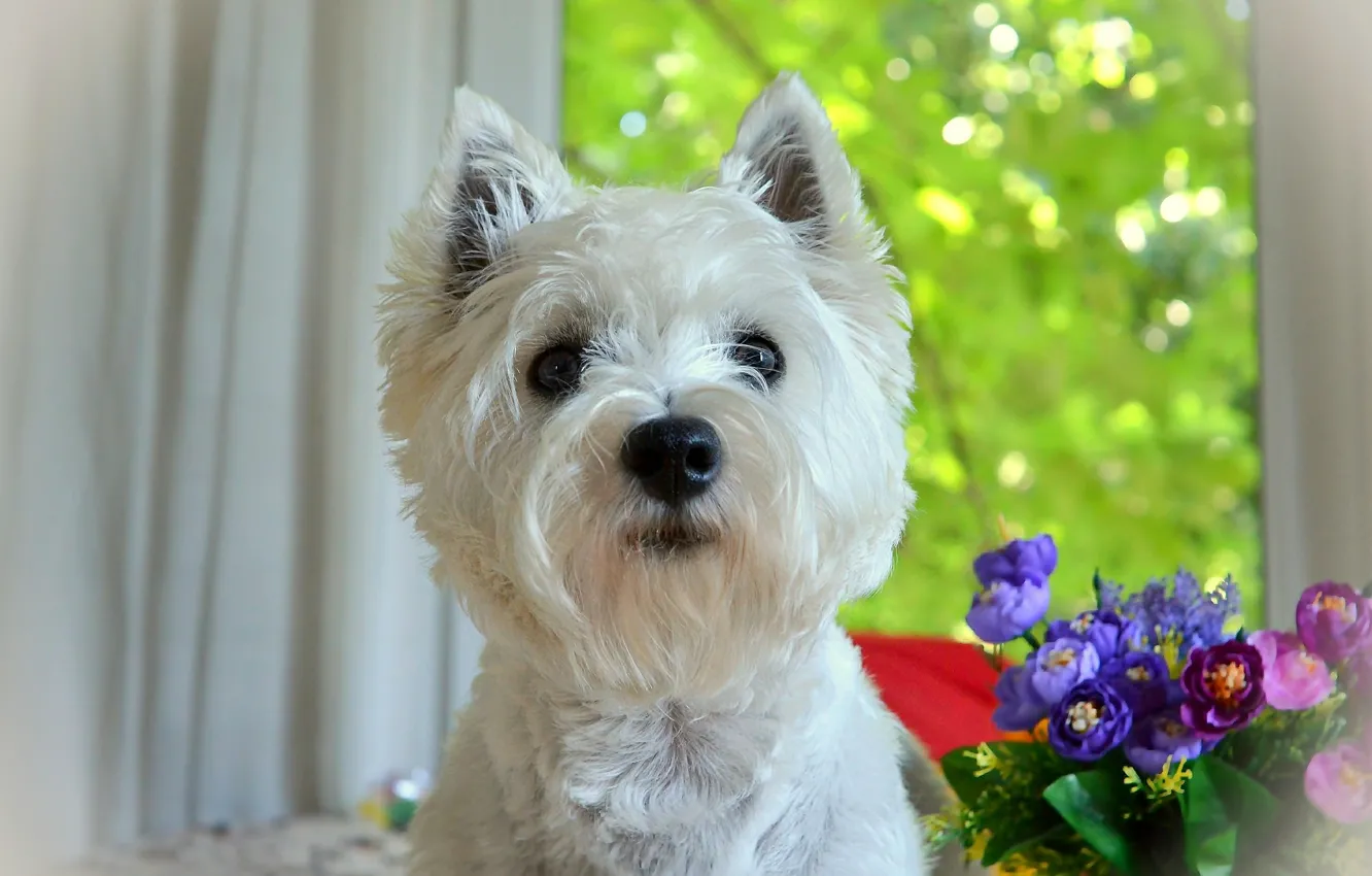 Photo wallpaper dog, dog, The West highland white Terrier