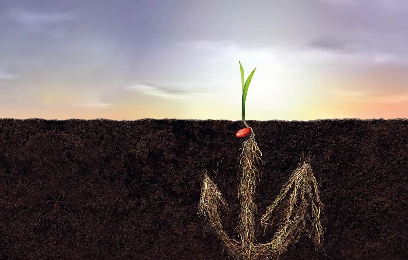 Photo wallpaper roots, earth, Rostock, 149