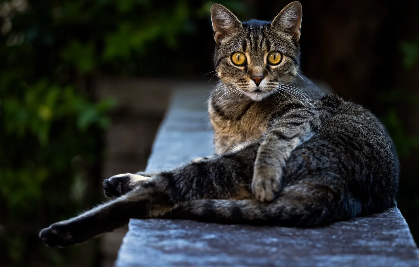 Photo wallpaper pose, look, cat, face, cat