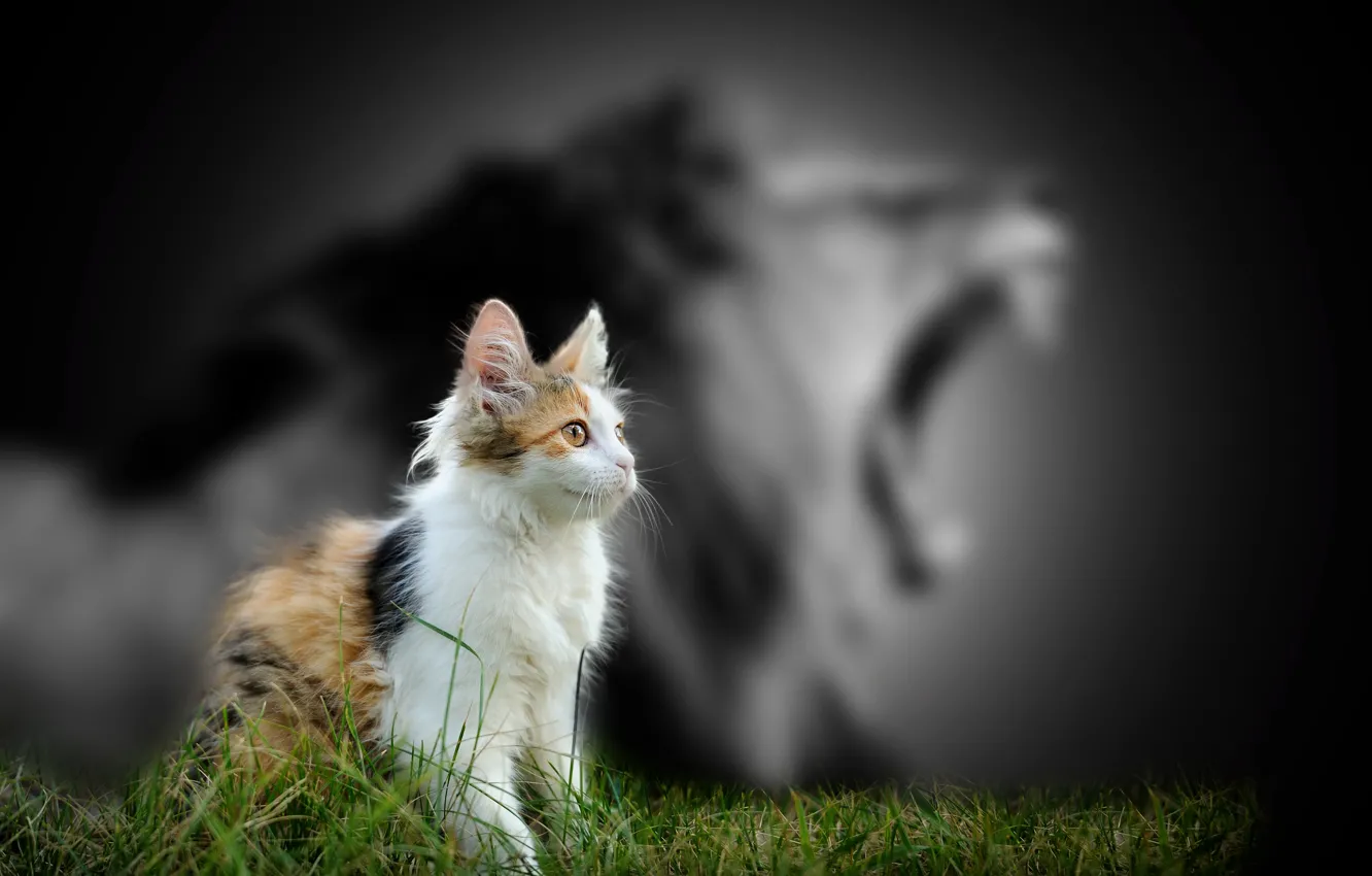Photo wallpaper grass, Leo, kitty, A kitten with the shadow of a lion