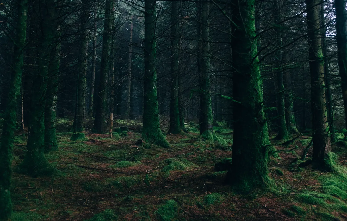 Photo wallpaper forest, trees, nature, moss
