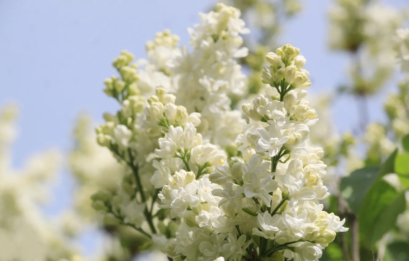 Photo wallpaper white, flower, spring, lilac, twig