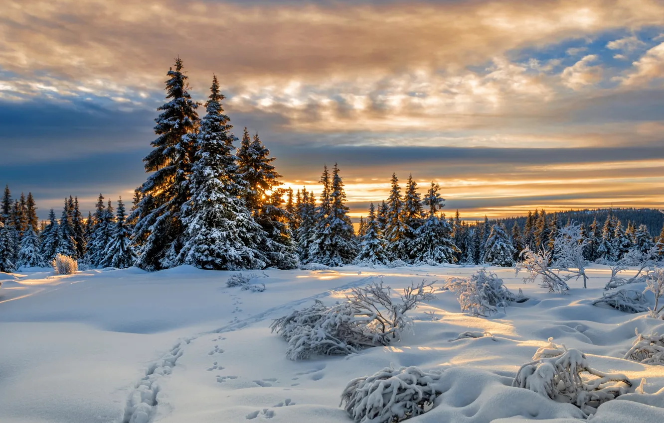 Photo wallpaper winter, snow, traces, ate, Norway, Norway, Lillehammer