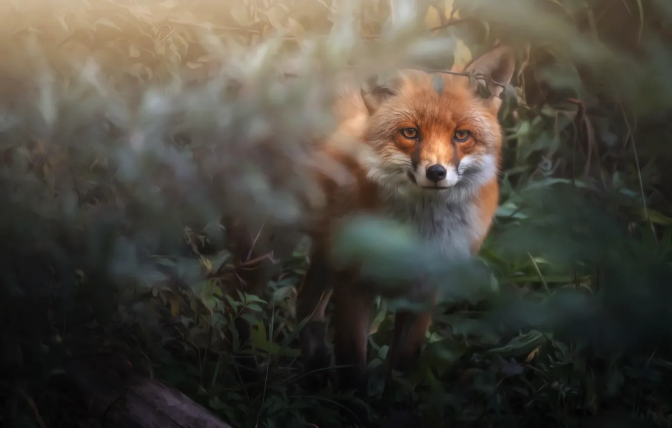 Photo wallpaper branches, thickets, foliage, treatment, Fox, red, face, the bushes