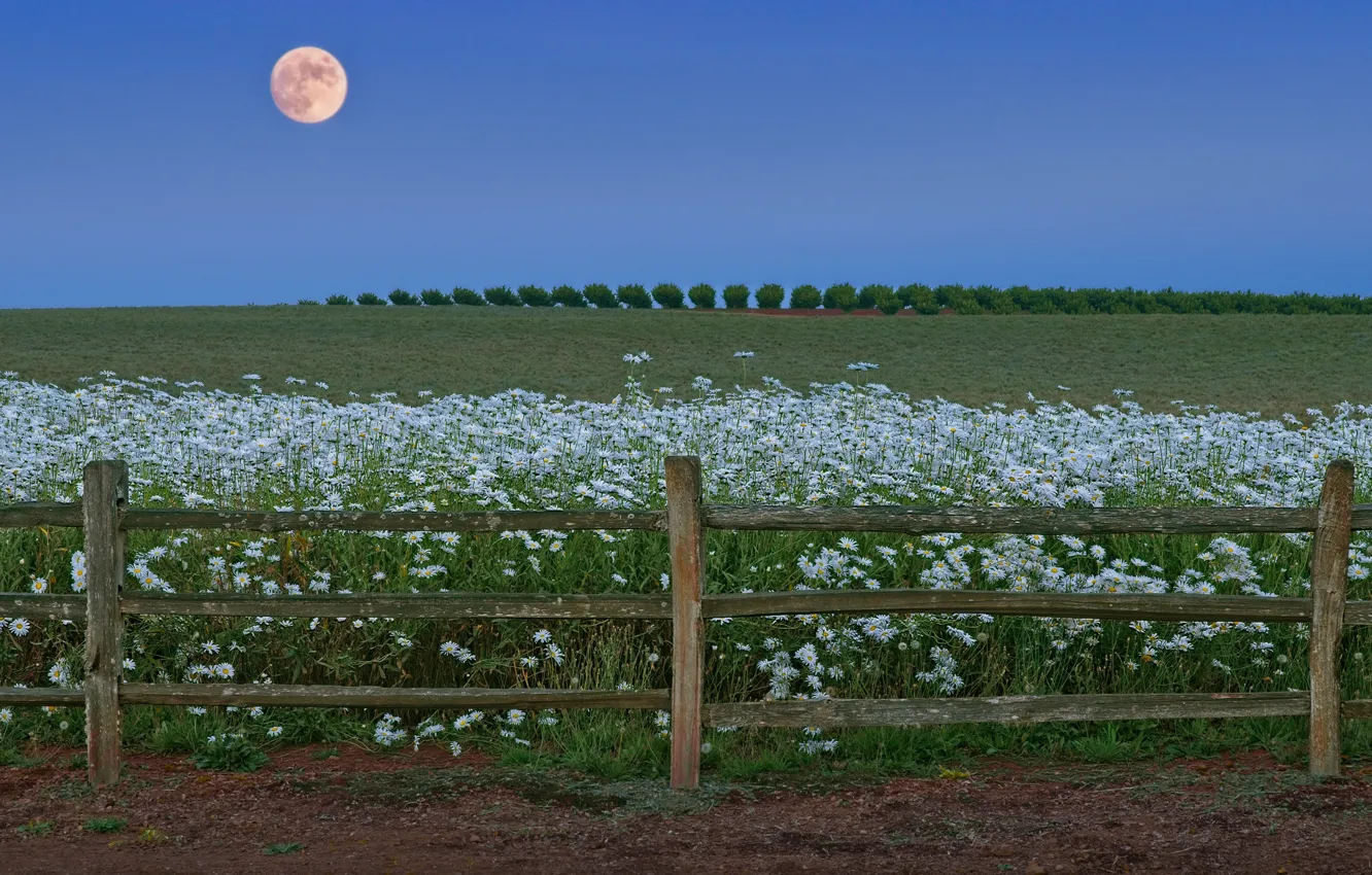 Photo wallpaper field, summer, trees, flowers, blue, the moon, the fence, chamomile