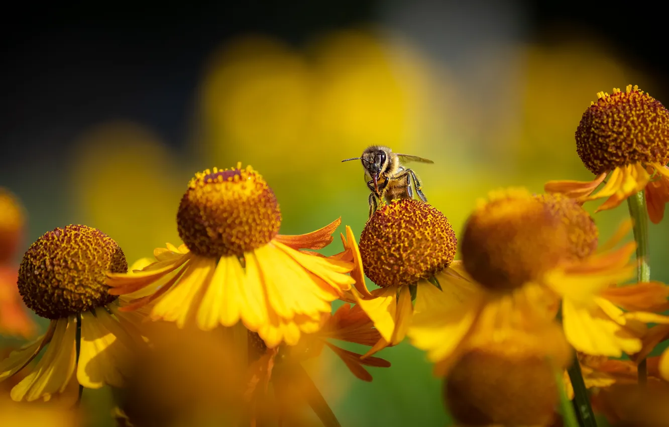 Photo wallpaper autumn, macro, flowers, yellow, bee, bokeh, gelenium