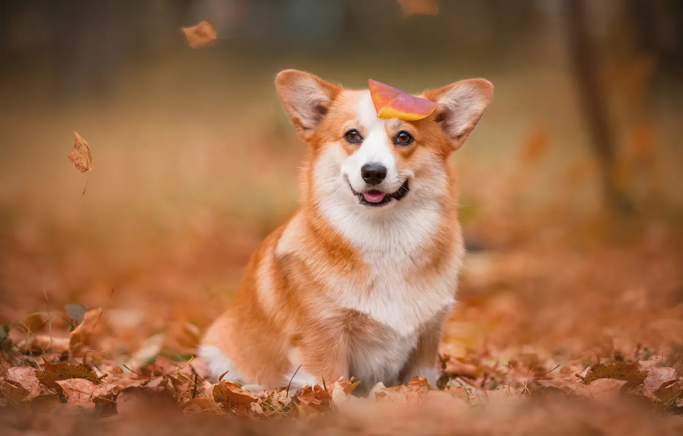Photo wallpaper autumn, dog, leaf, face, fallen leaves, Welsh Corgi, Natalia Stepanova