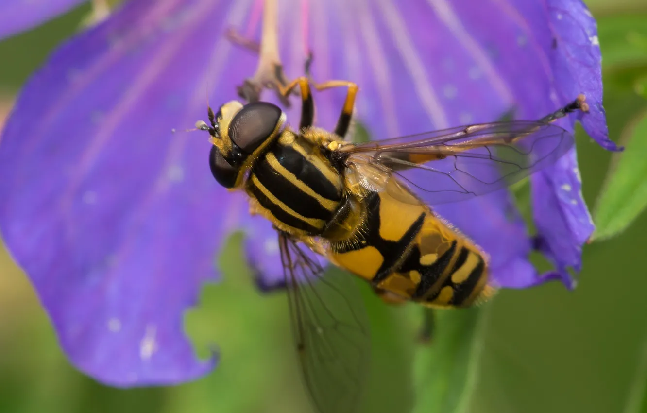 Photo wallpaper flowers, nature, bee, drone