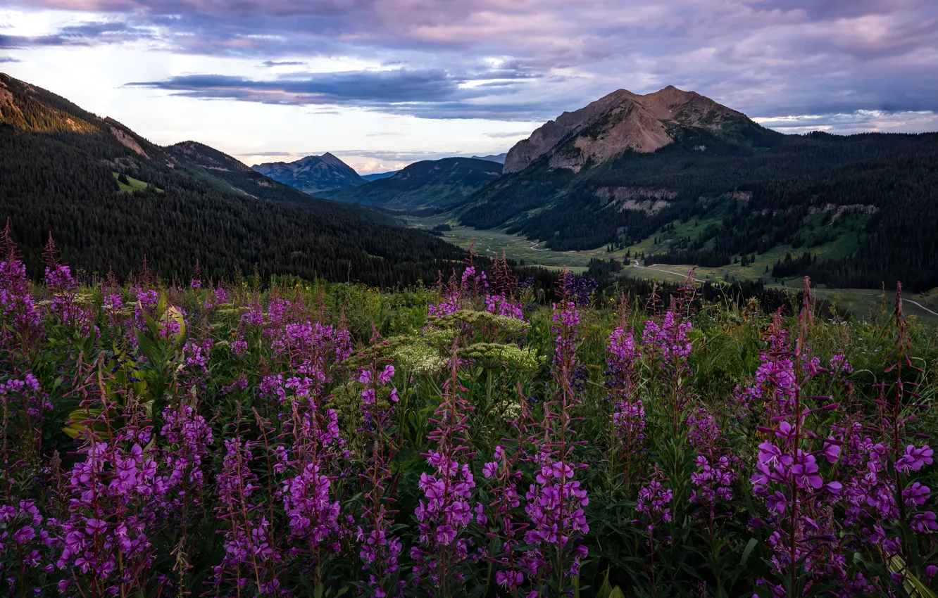 Photo wallpaper field, forest, summer, the sky, clouds, landscape, flowers, mountains