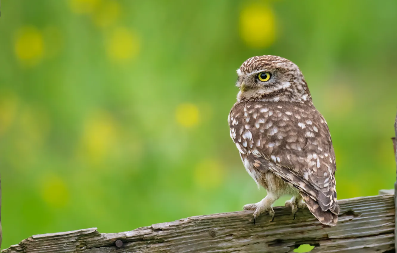 Photo wallpaper owl, bird, Board, the fence, owl