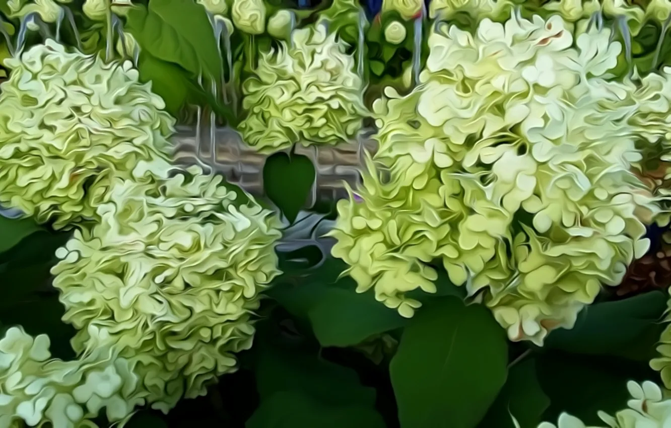 Photo wallpaper rendering, green leaves, Bush, white flowers, hydrangea, lush flowering