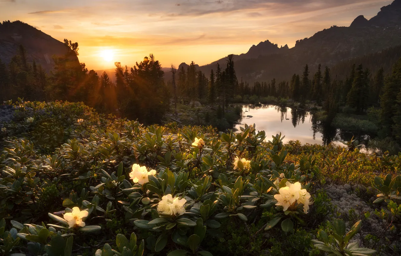Photo wallpaper flowers, lake, mountains, shore, Azalea, rhododendrons