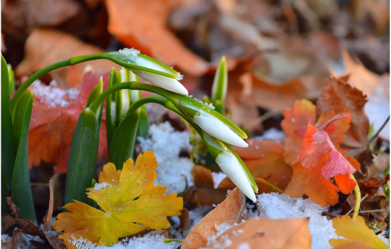 Photo wallpaper snow, foliage, snowdrops, snow, leaves, Snowdrops