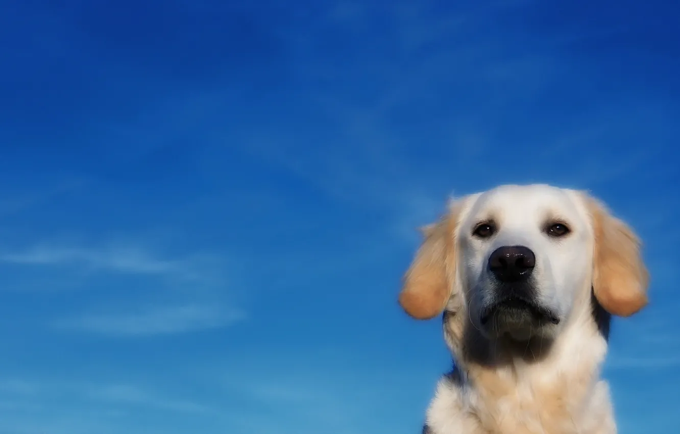 Photo wallpaper the sky, each, dog