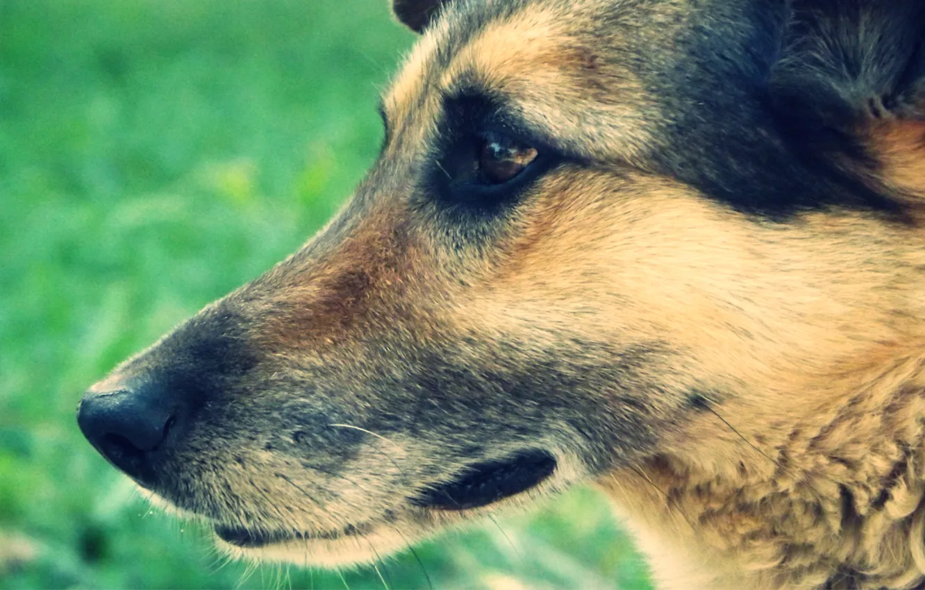 Photo wallpaper green grass, dog, head