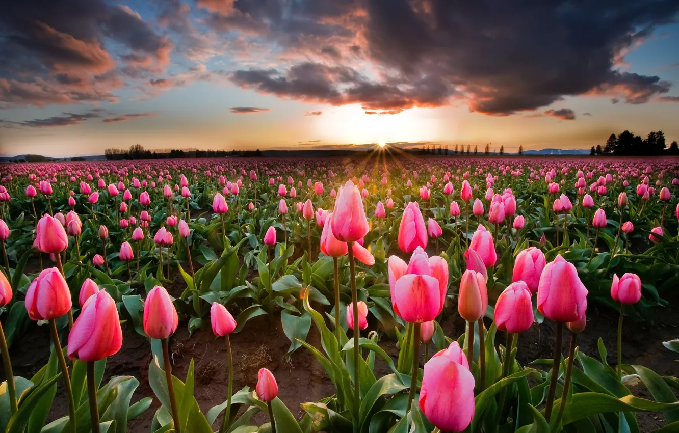 Photo wallpaper field, the sun, flowers, spring, tulips