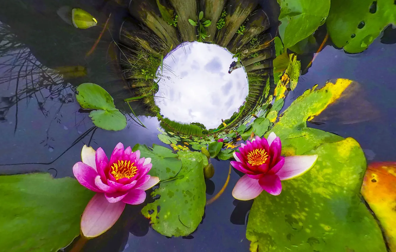 Photo wallpaper the sky, leaves, water, light, circles, flowers, lake, pond