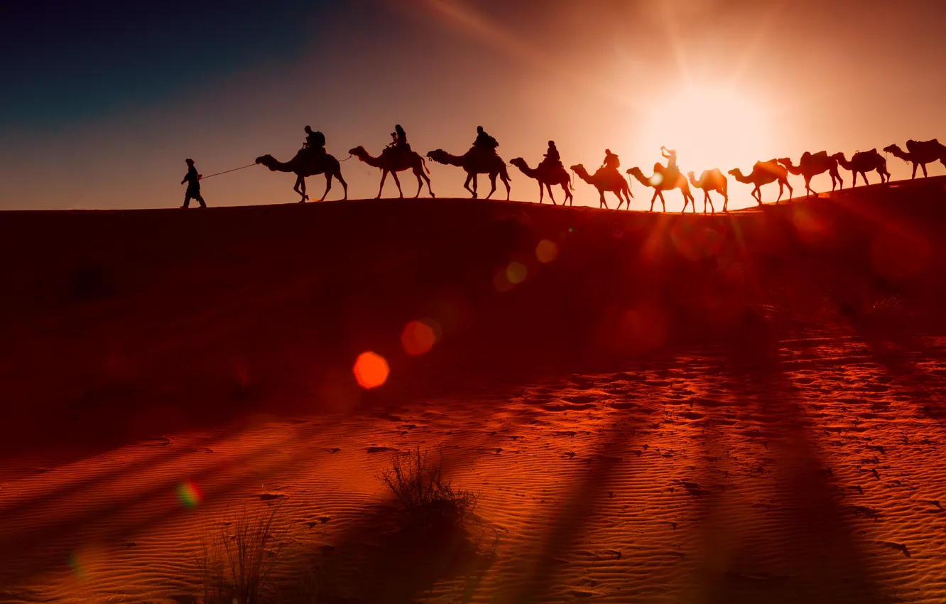 Photo wallpaper desert, camels, the herd, the Bedouins