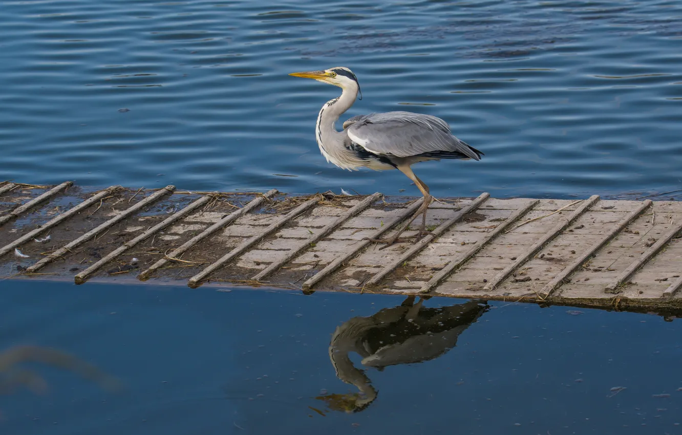 Photo wallpaper water, bird, the bridge, Heron
