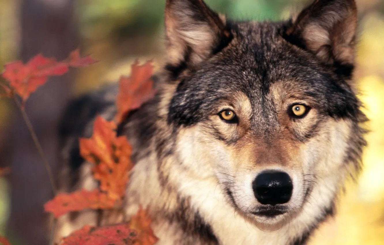 Photo wallpaper autumn, leaves, wolf