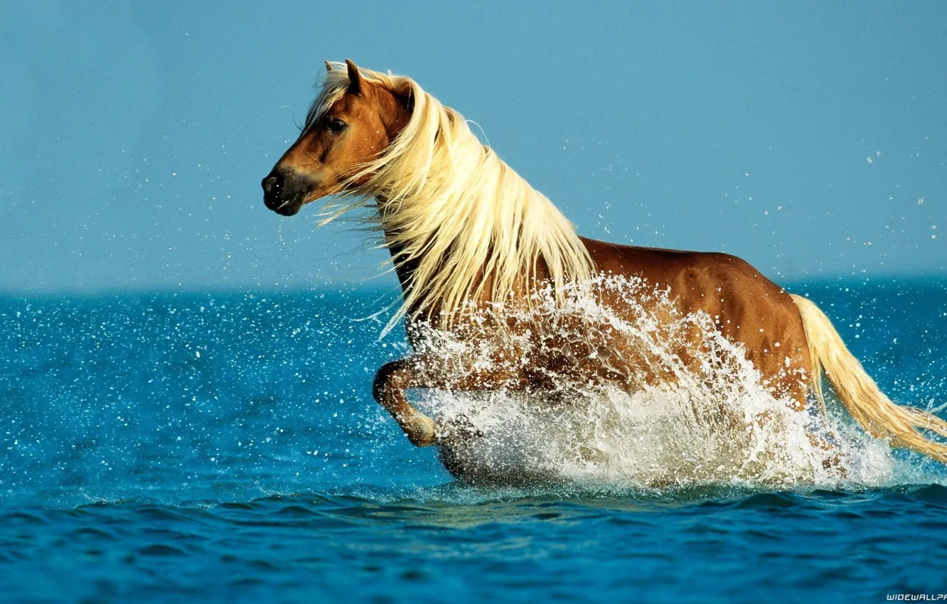 Photo wallpaper sea, water, horse