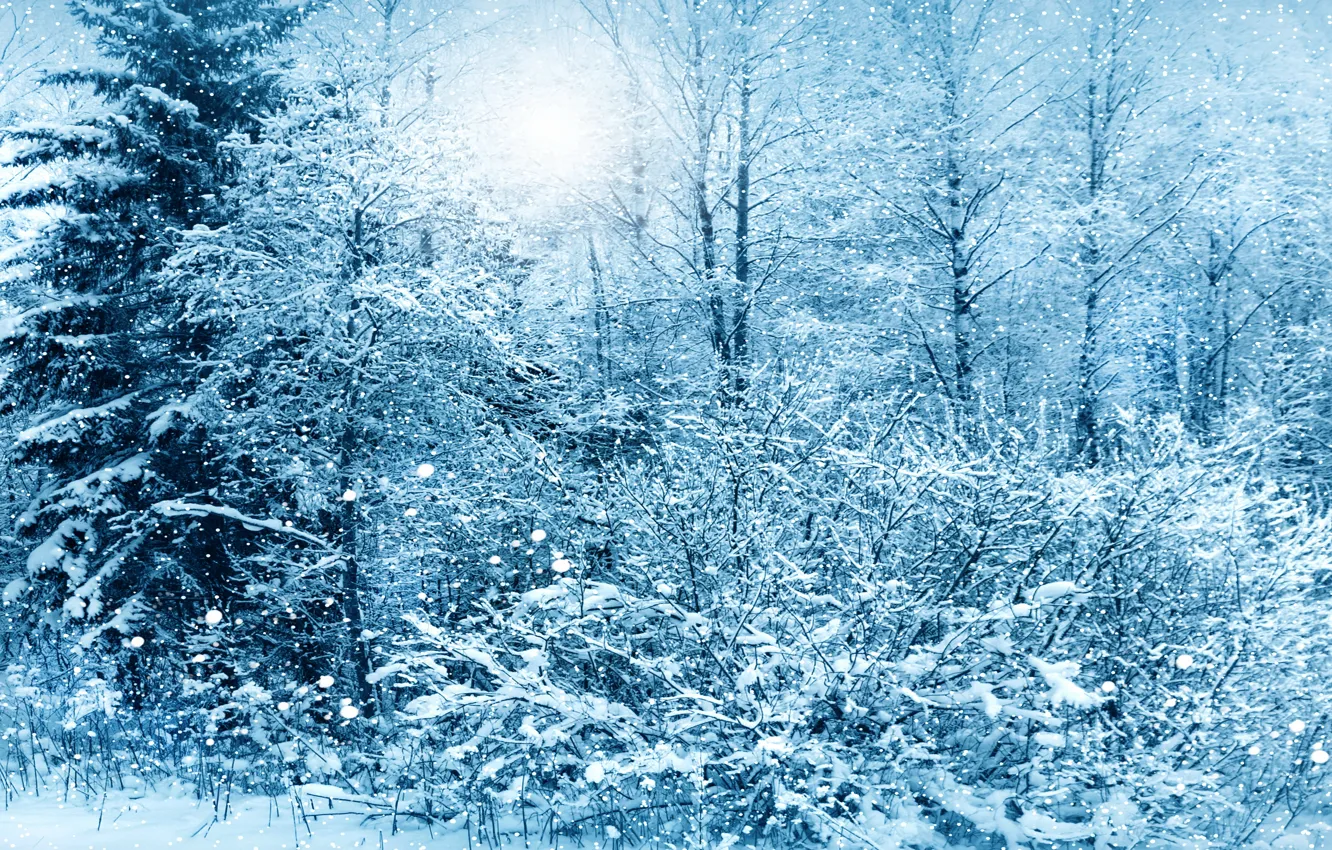 Photo wallpaper winter, snow, trees, nature, nature, winter, snow, tree