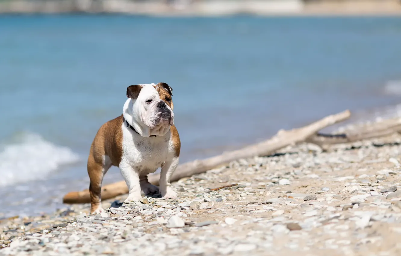 Photo wallpaper look, each, English bulldog
