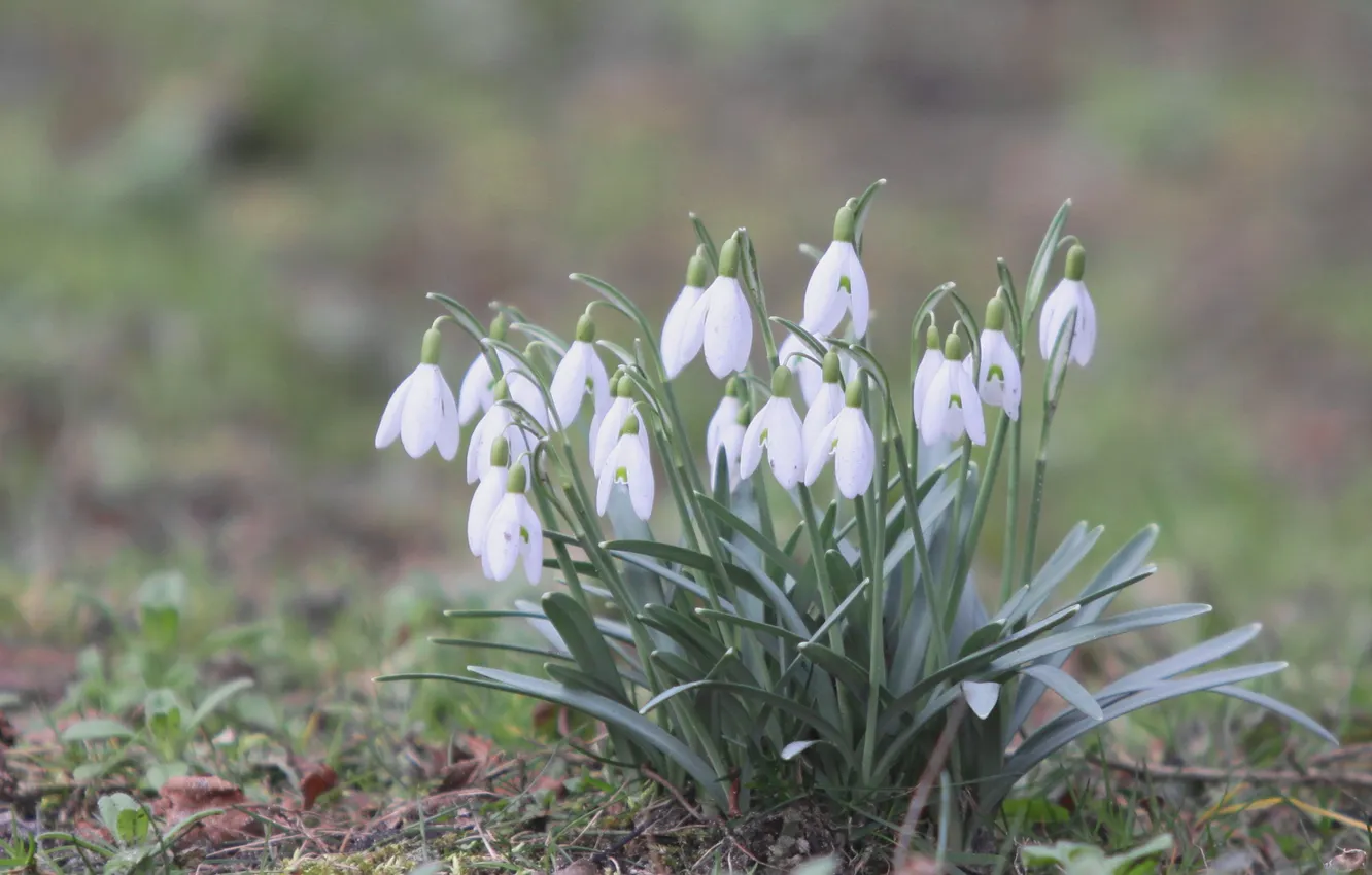 Photo wallpaper flowers, spring, snowdrops, white