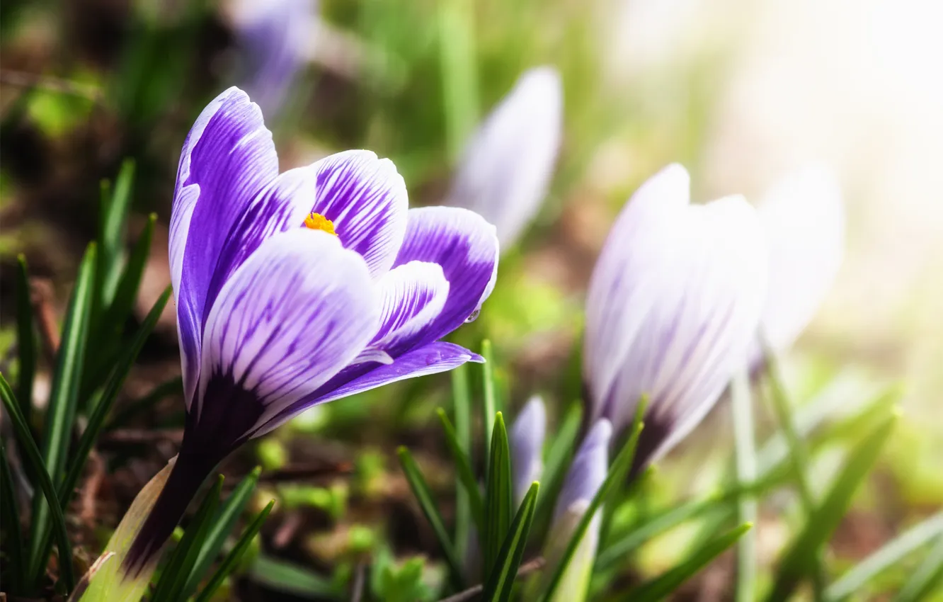 Photo wallpaper grass, the sun, strips, flowers, spring, crocuses, lilac