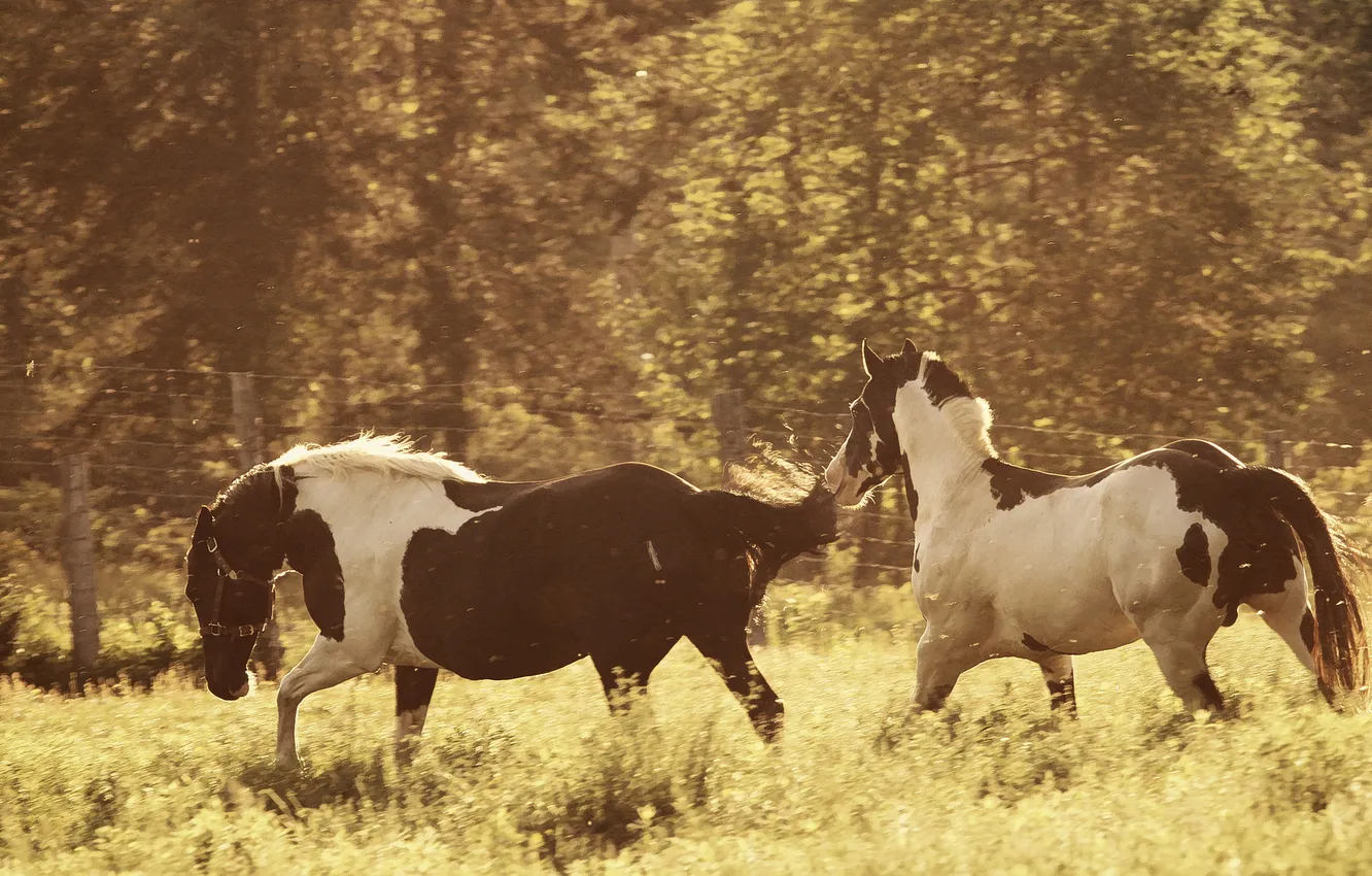 Photo wallpaper horses, horse, meadow