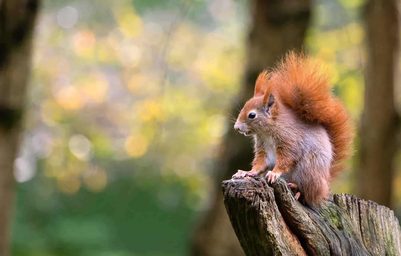 Photo wallpaper autumn, look, trees, nature, pose, stump, protein, muzzle