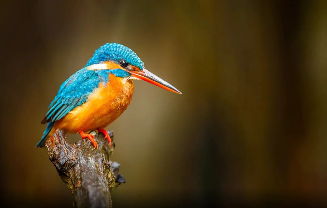Photo wallpaper bird, orange, Common Kingfisher, Blue Bird, River Bentota