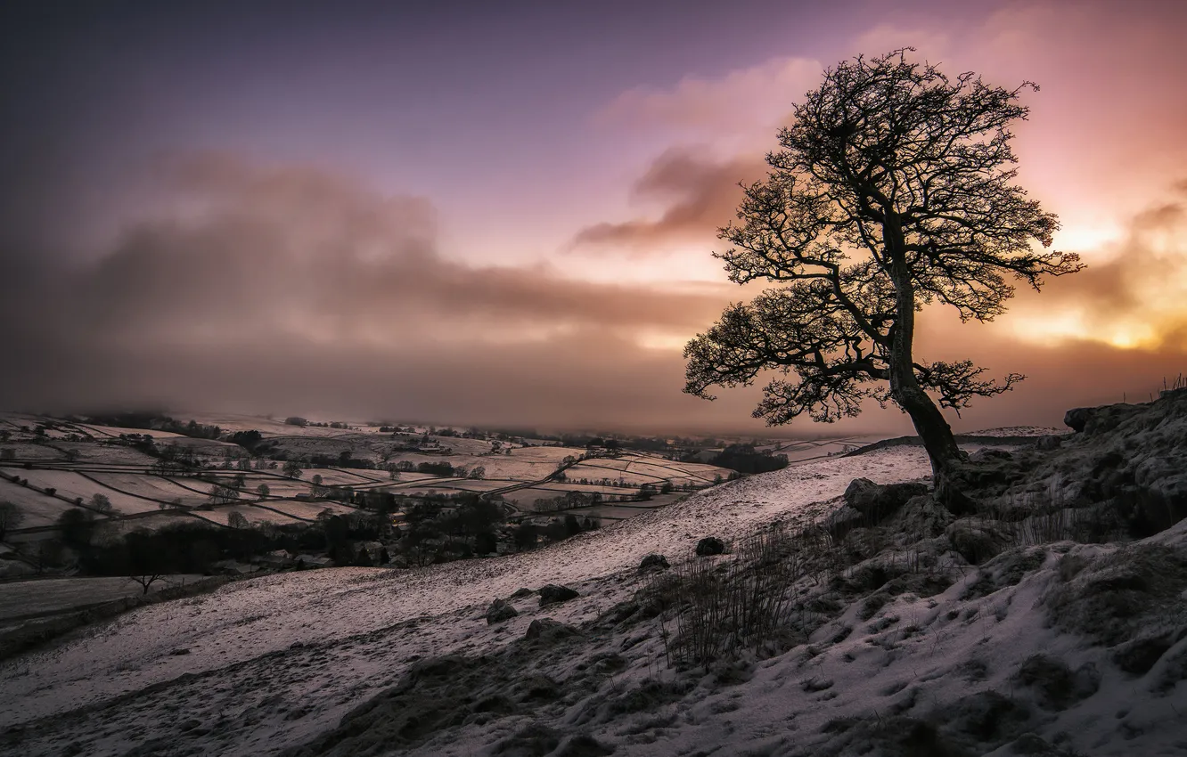 Photo wallpaper trees, snow, field, winter, hills, sunset