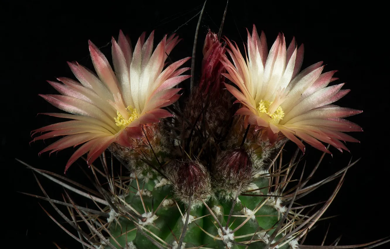 Photo wallpaper flowers, background, black, cactus