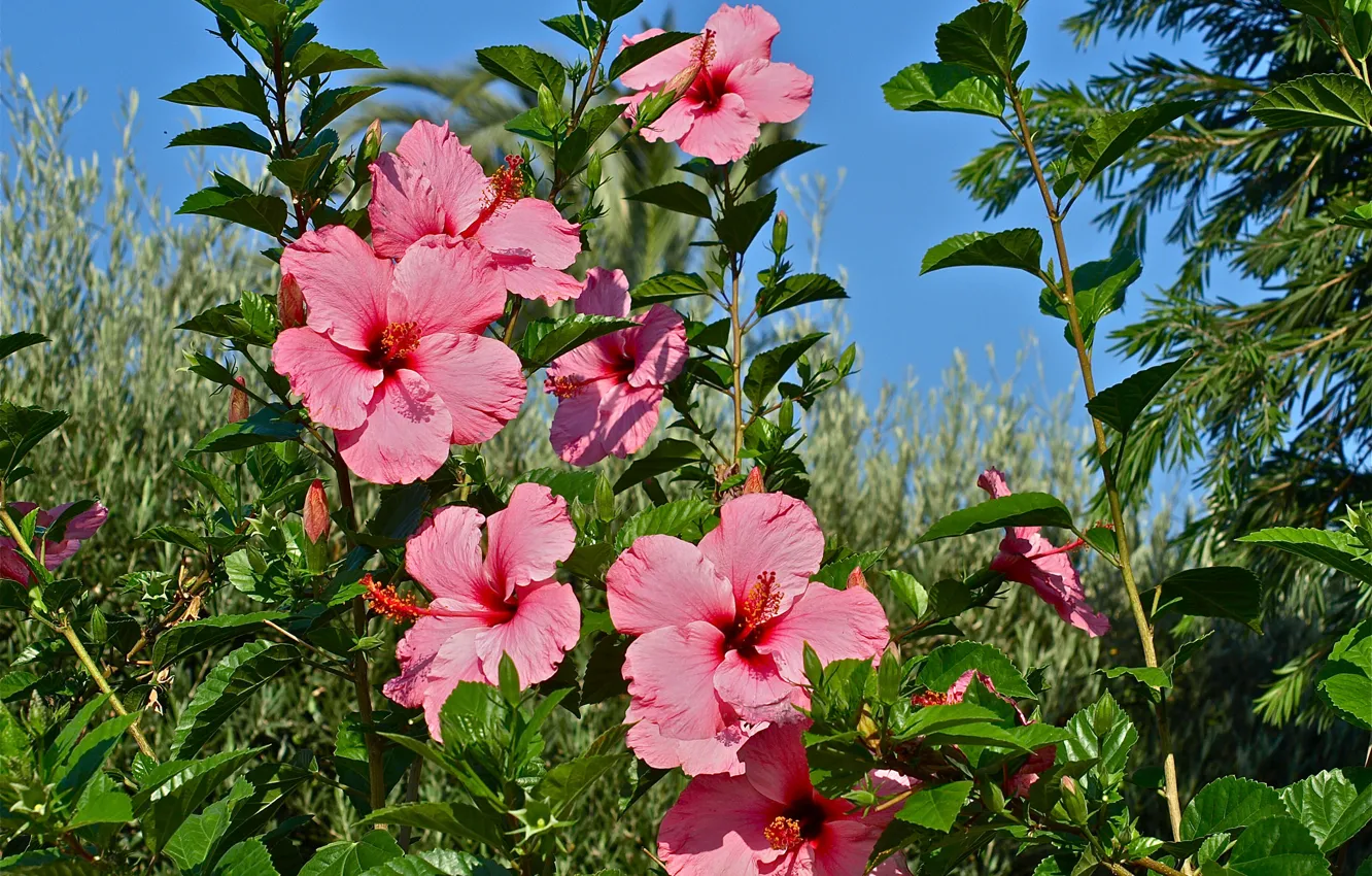 Photo wallpaper pink, the bushes, hibiscus