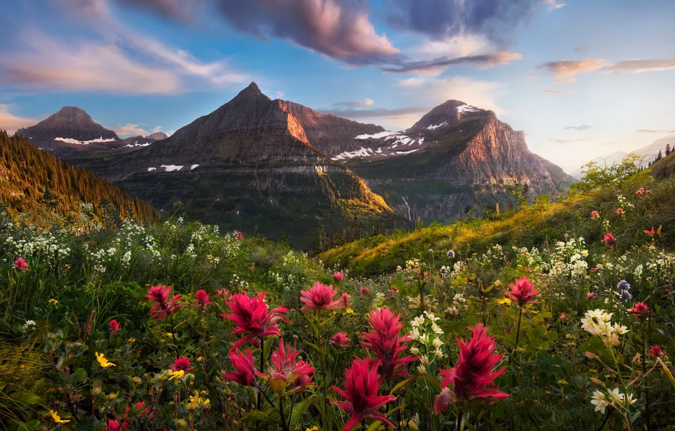Photo wallpaper field, flowers, mountains, meadow, red