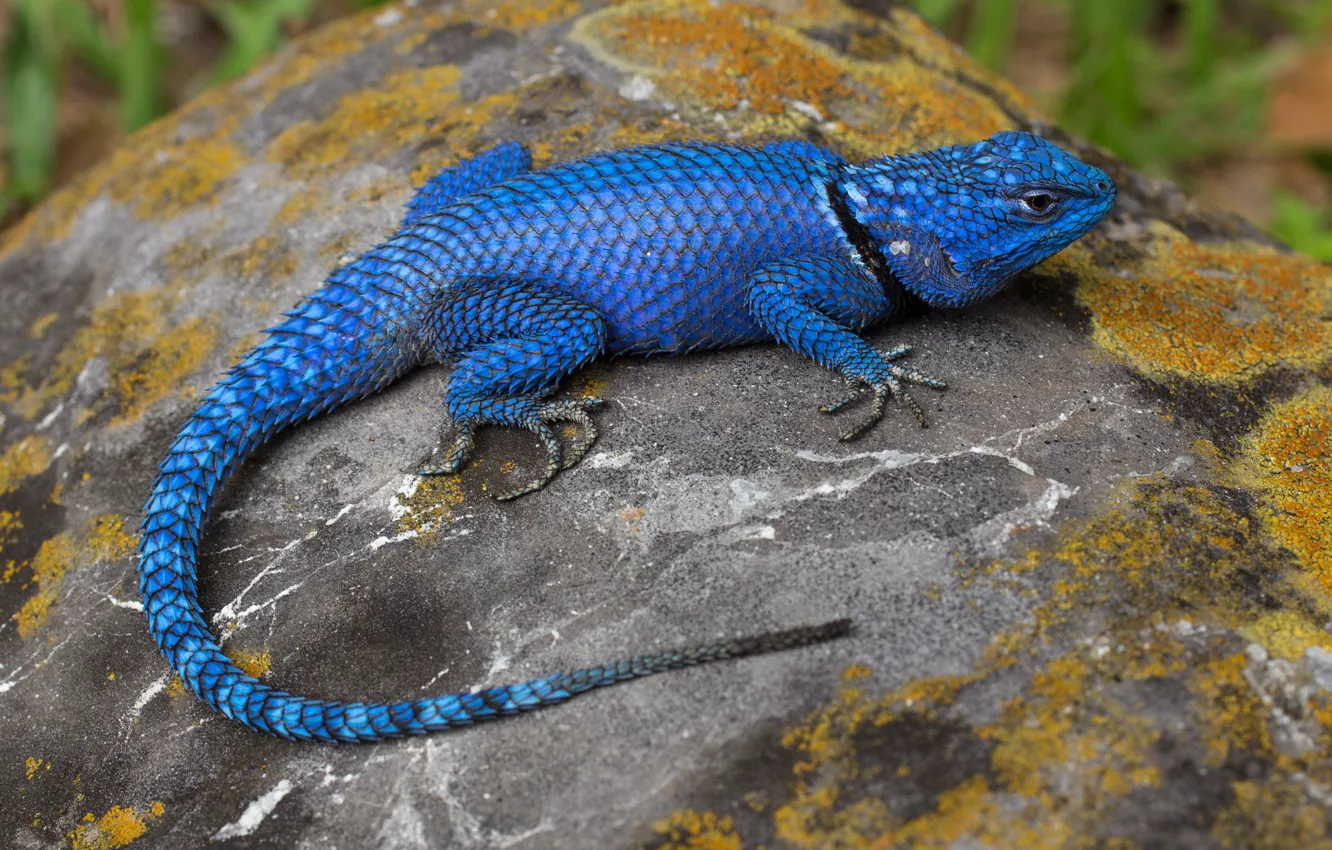 Photo wallpaper blue, lizard, Agama, reptile, wood agama