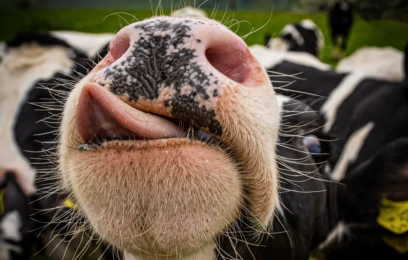 Photo wallpaper face, cows, cattle, Give us a kiss, or I do tongues too
