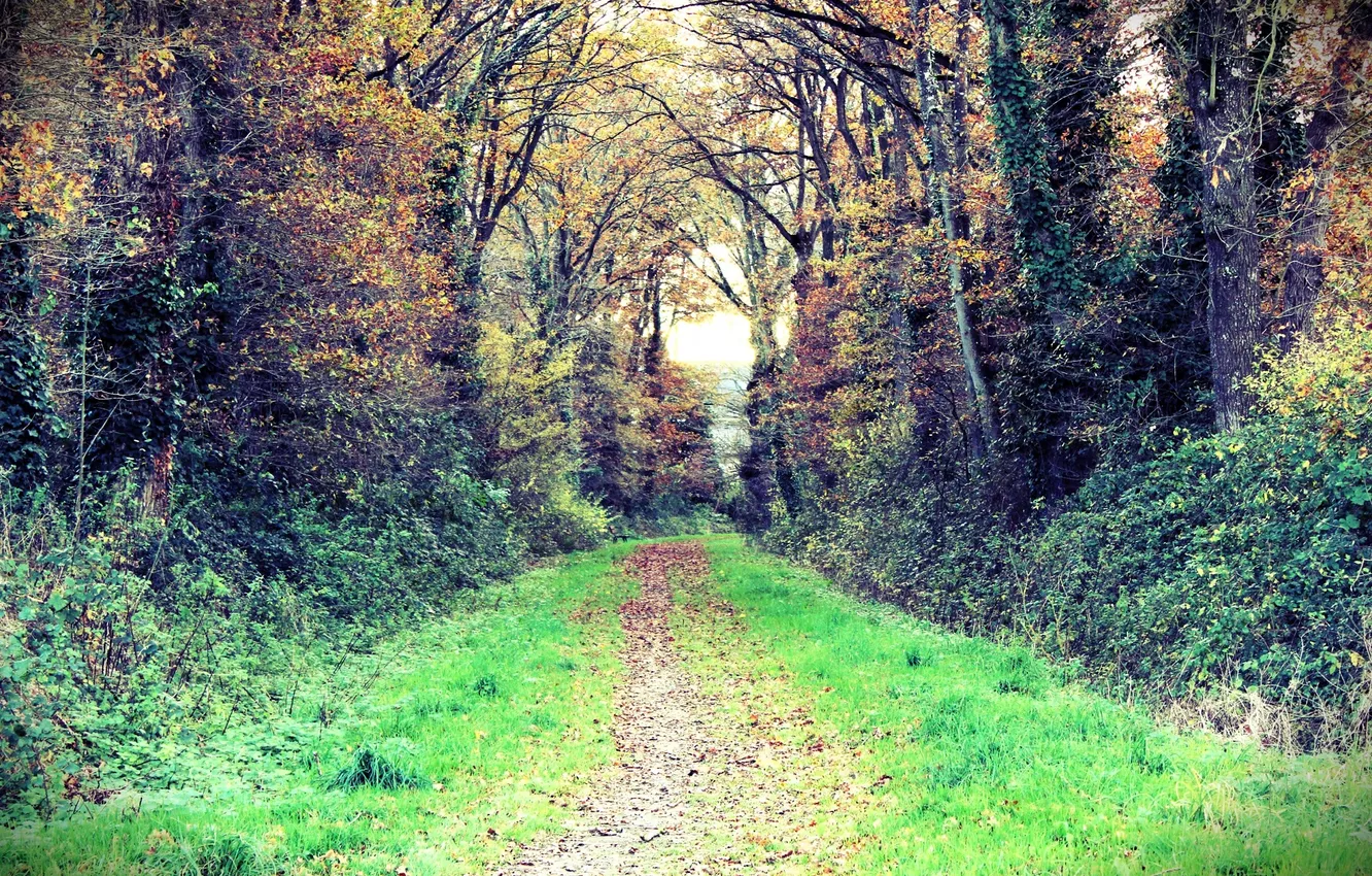 Photo wallpaper autumn, forest, grass, trees, track