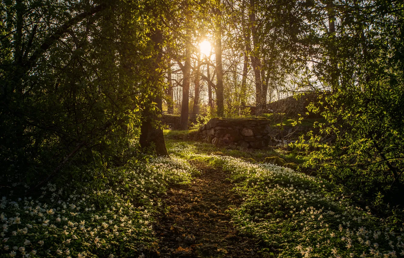 Photo wallpaper forest, the sun, flowers, stones, anemone