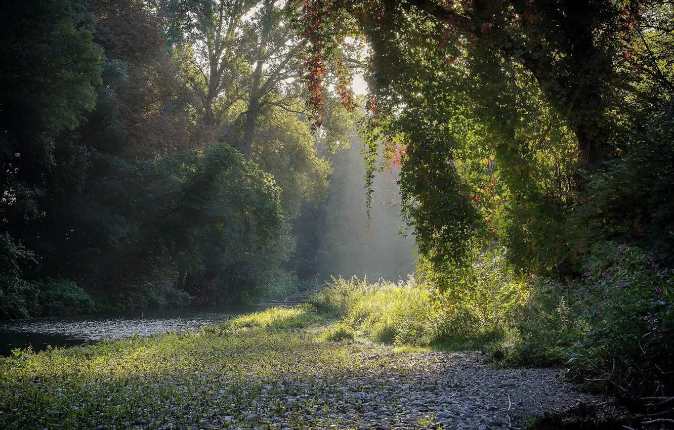 Photo wallpaper forest, summer, river, morning