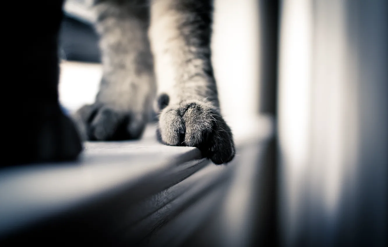 Photo wallpaper cat, macro, paws