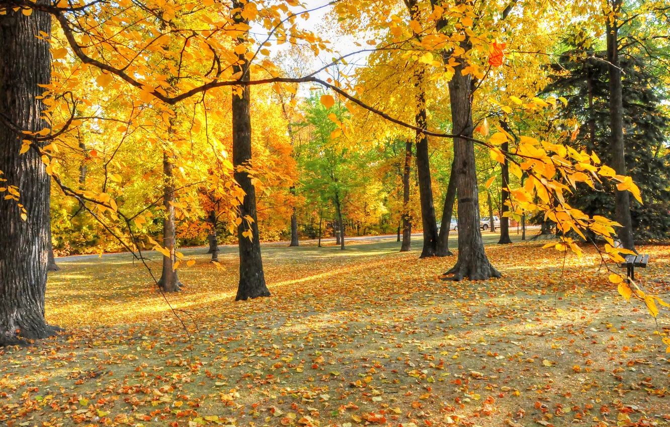 Photo wallpaper autumn, leaves, trees, Park, bench
