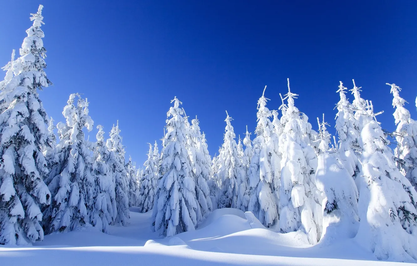 Photo wallpaper winter, forest, snow, landscape, nature, spruce, frost