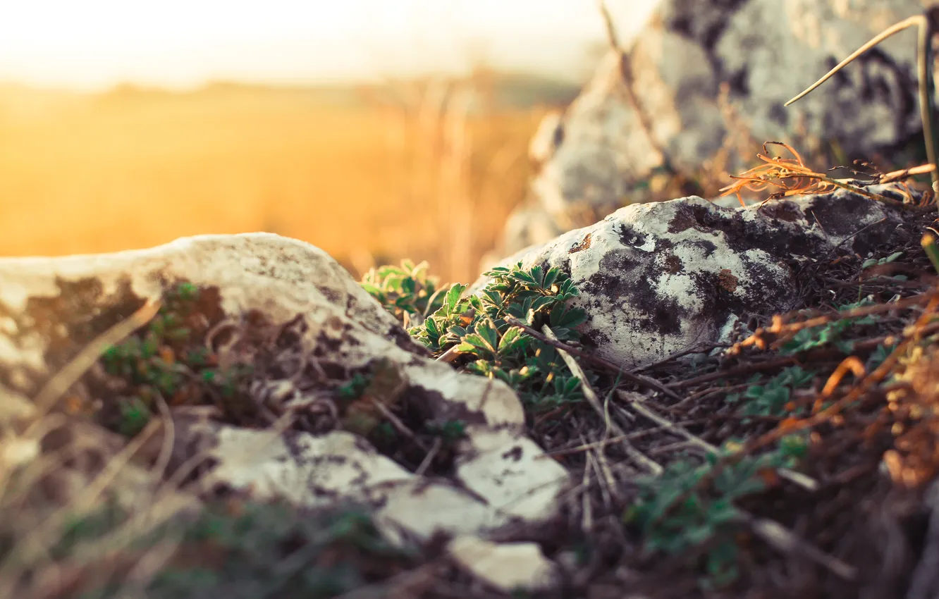 Photo wallpaper light, life, rocks, plant