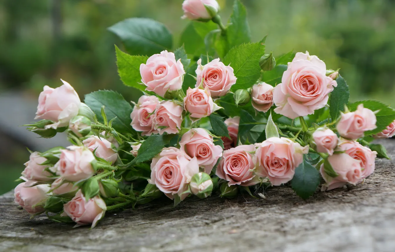 Photo wallpaper leaves, flowers, Board, roses, bouquet, pink
