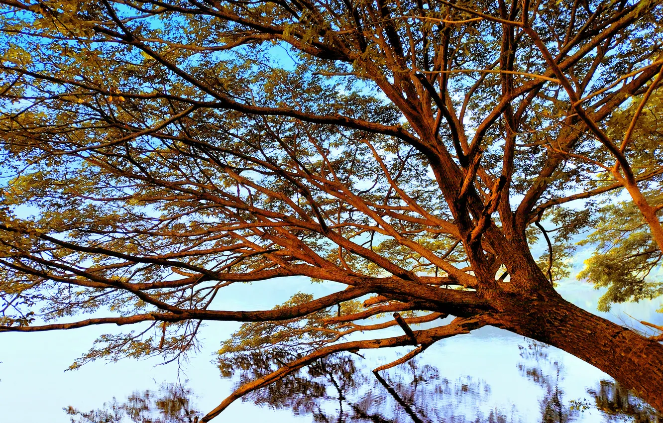 Photo wallpaper grass, sky, trees, water, lake, morning, sunrise, dawn