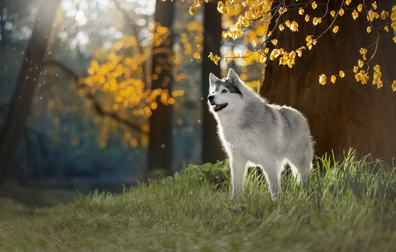 Photo wallpaper autumn, dog, husky