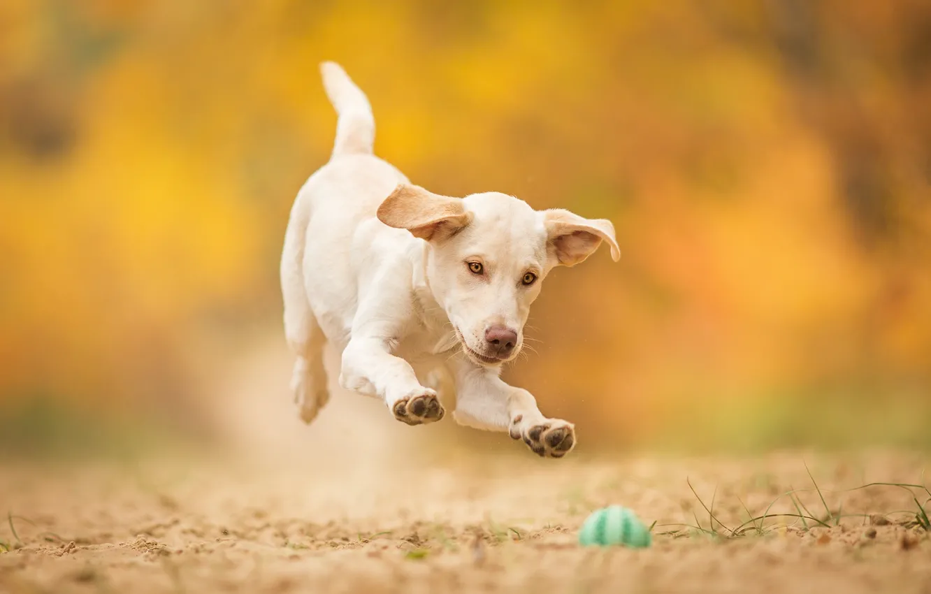 Photo wallpaper jump, the game, dog, puppy, the ball
